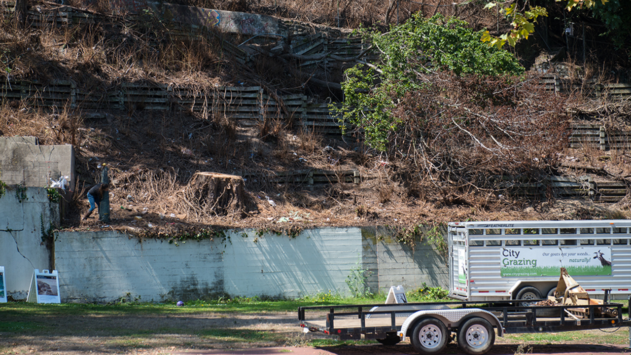 Goats decimated the overgrown greenery on the bluff behind the General’s Residence and neighboring houses.