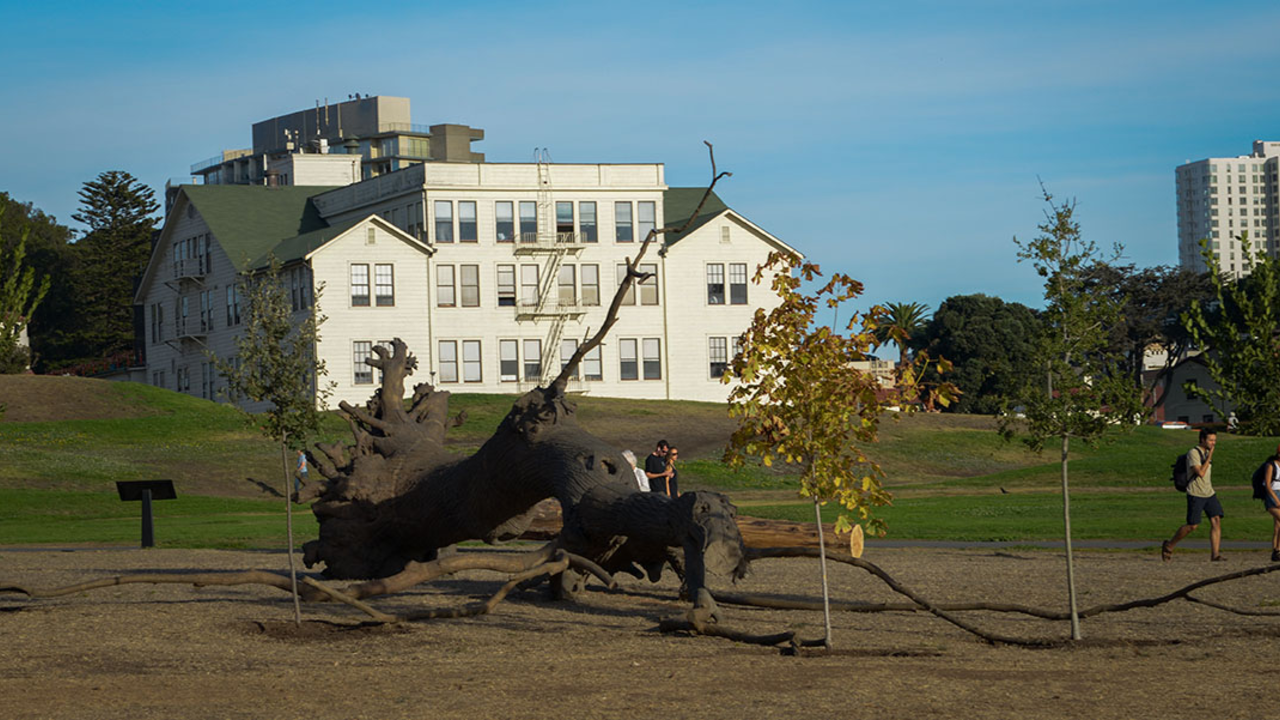 Giuseppe Penone's "La logica del vegetale" on display at upper Fort Mason