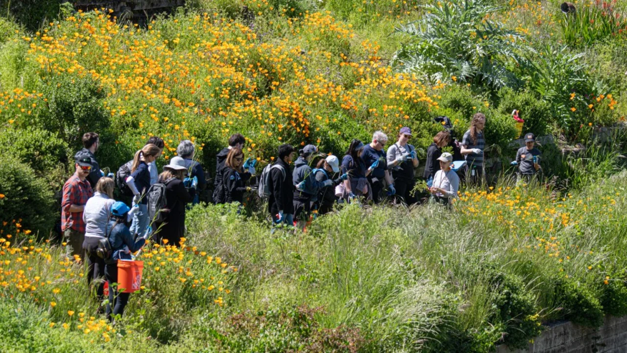 Volunteers gather and prepare to begin a volunteer project surrounded by California poppies at the Black Point Historic Gardens at Fort Mason
