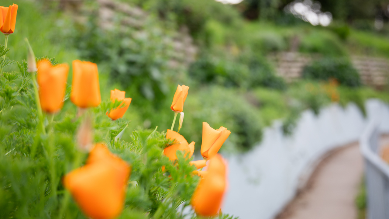 Poppies at Black Point Historic Gardens at Fort Mason in San Francisco.