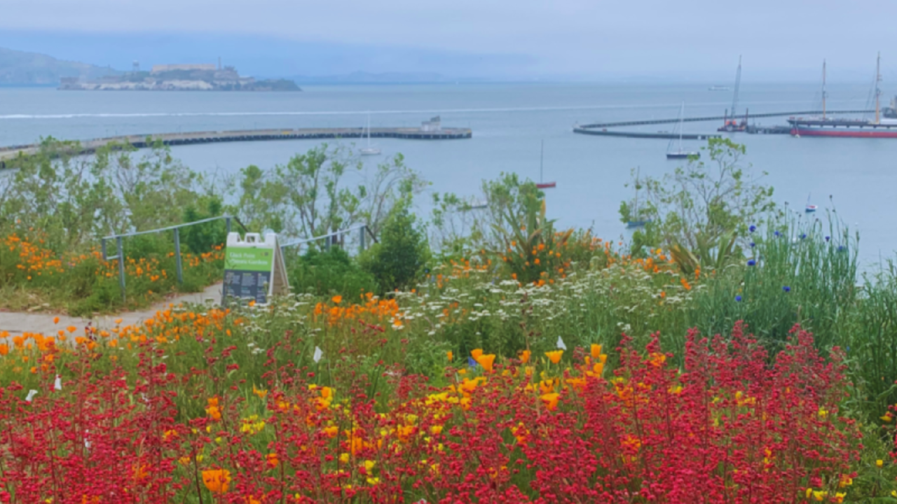 Flowers blooms at Black Point Historic Gardens overlooking Aquatic Park.