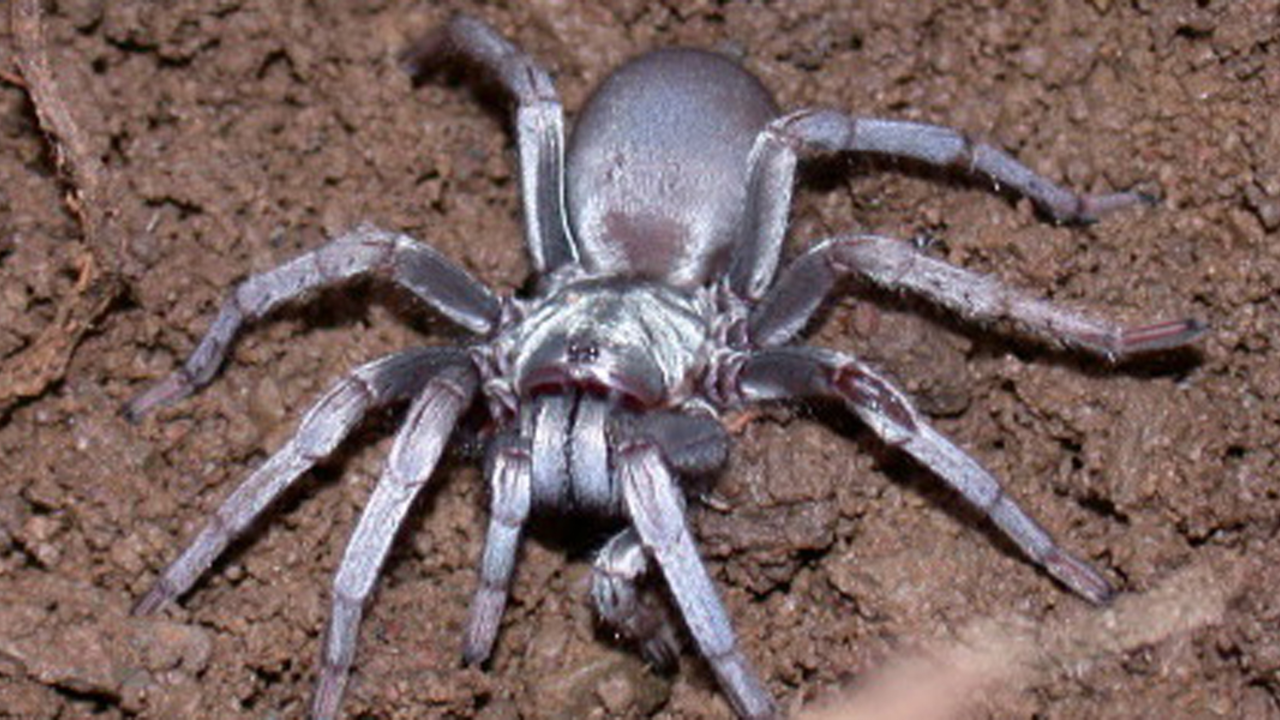 Calisoga spider