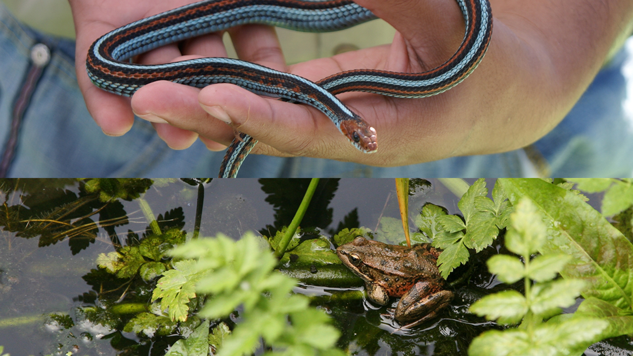 California red-legged frog and San Francisco garter snake California red-legged frog and San Francisco garter snake