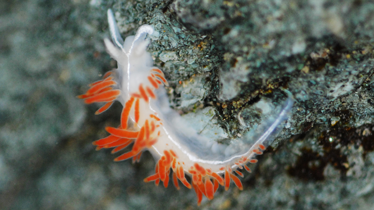 Nudibranch observed in a park tidepool