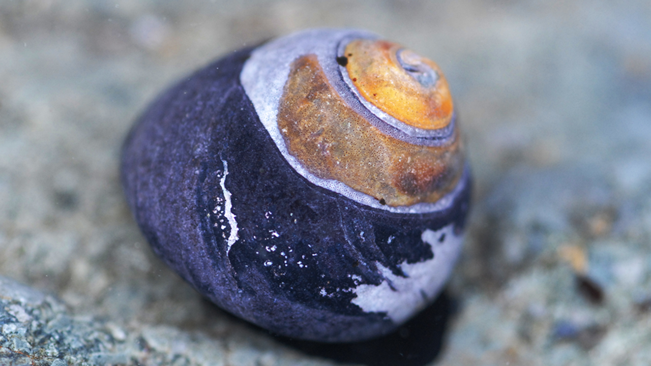 Snail observed in a park tidepool