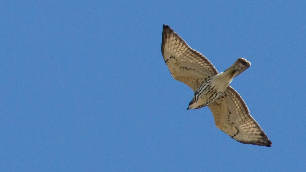 A white and brown Broad-winged Hawk soars against a blue sky.