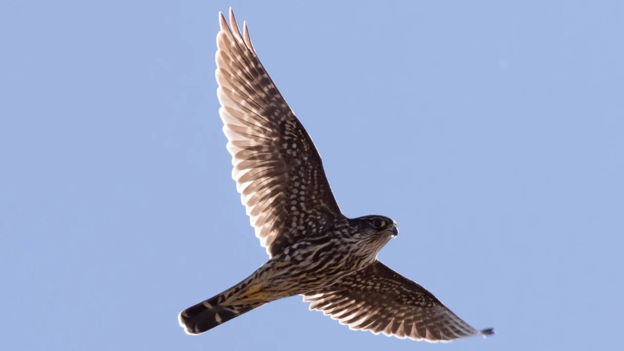 A brown-colored Merlin flying wings spread against a pale blue sky
