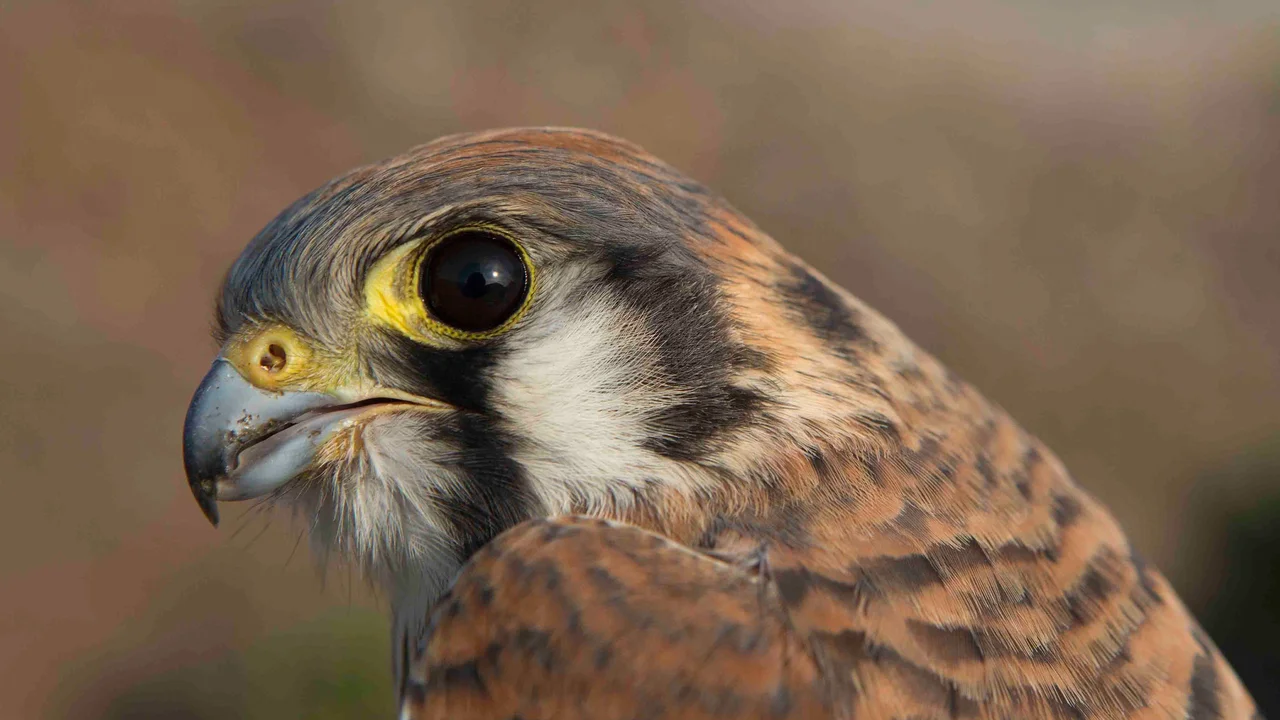 Close-up of a kestrel's face.