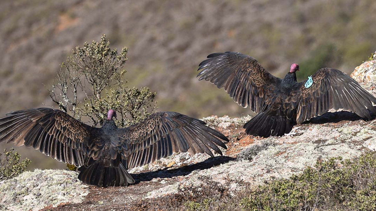 Two Turkey Vultures, one bearing the GGRO blue wing-tag 368R, bask on the outcropping below Hawk Hill