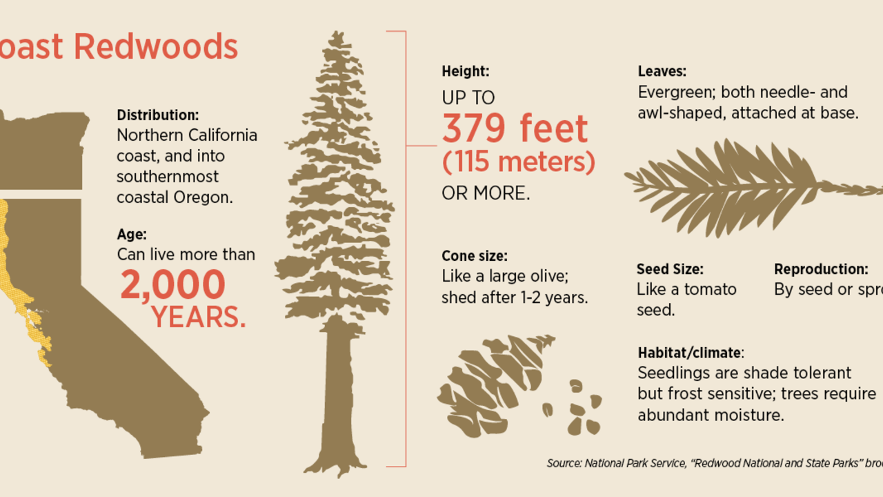 Coast Redwood Info