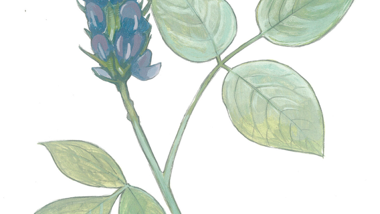 Illustration of leather root plant by Grey Arena.