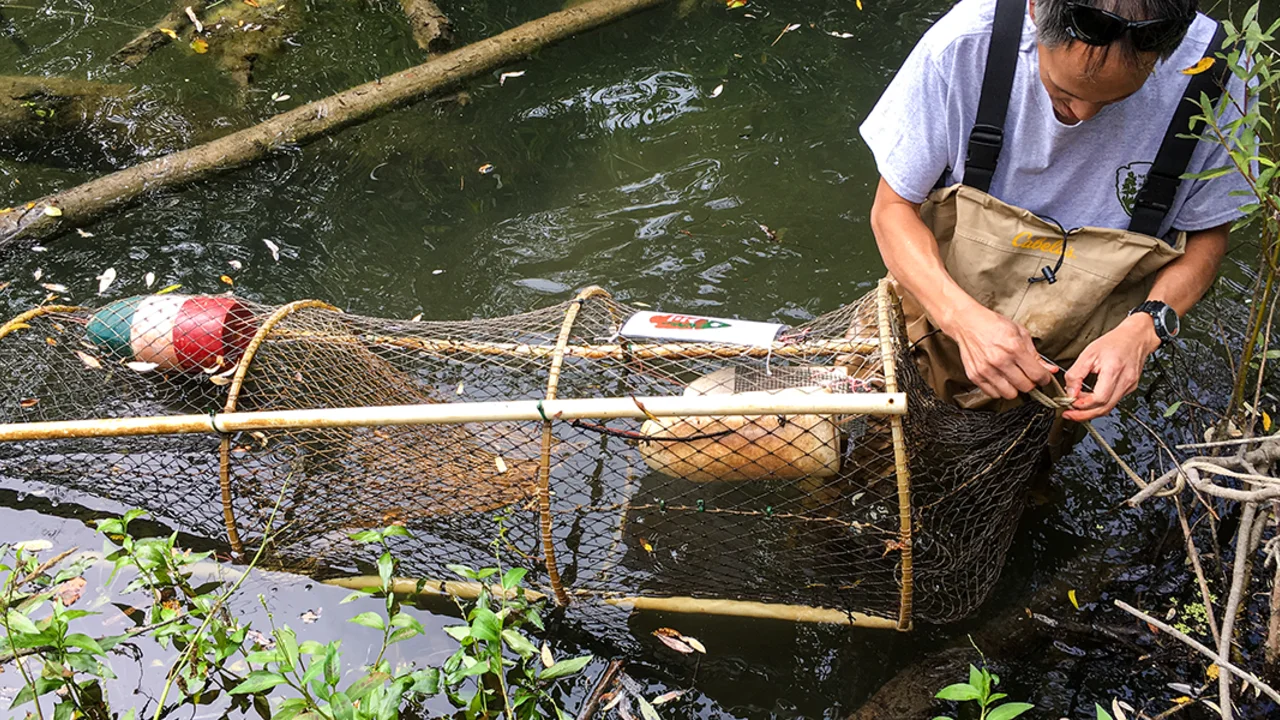 Western Pond Turtle Release