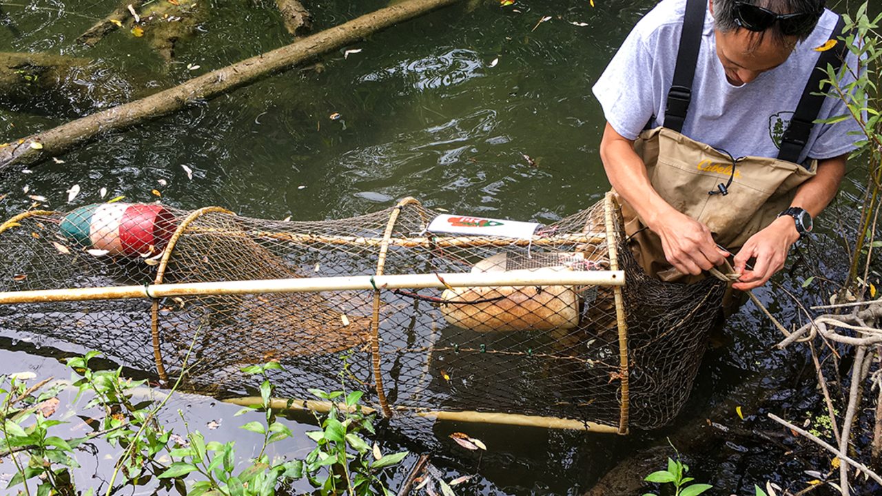 IMG-8722-2.png Western Pond Turtle Release