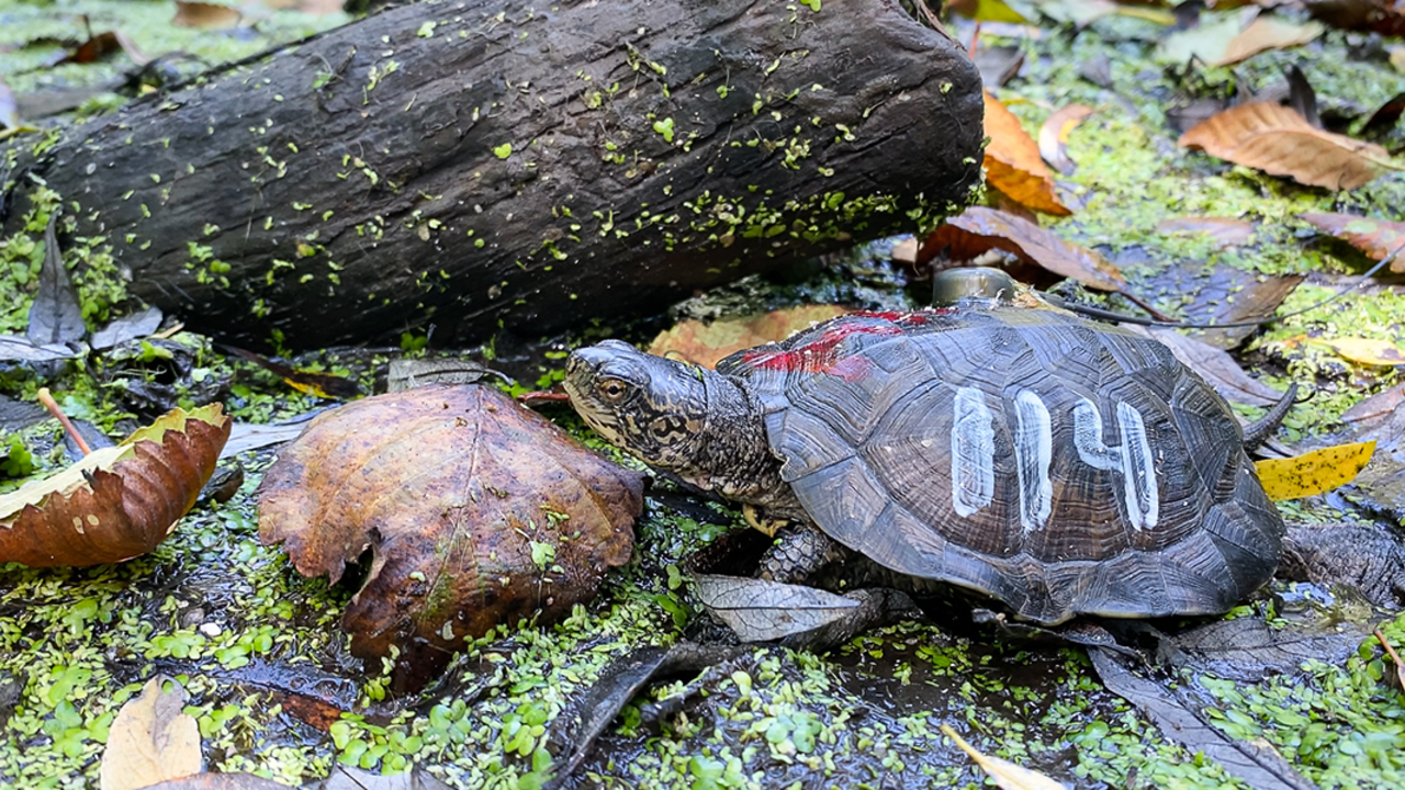 Western Pond Turtle Release