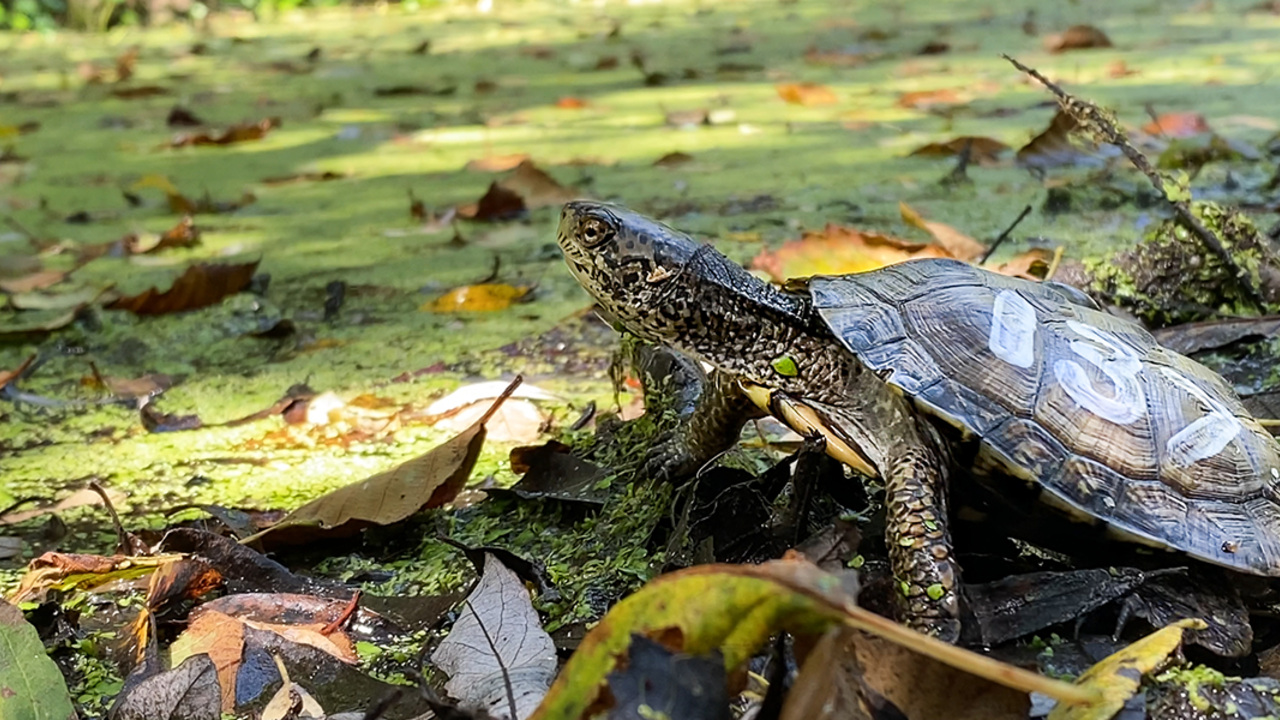 Western Pond Turtle Release