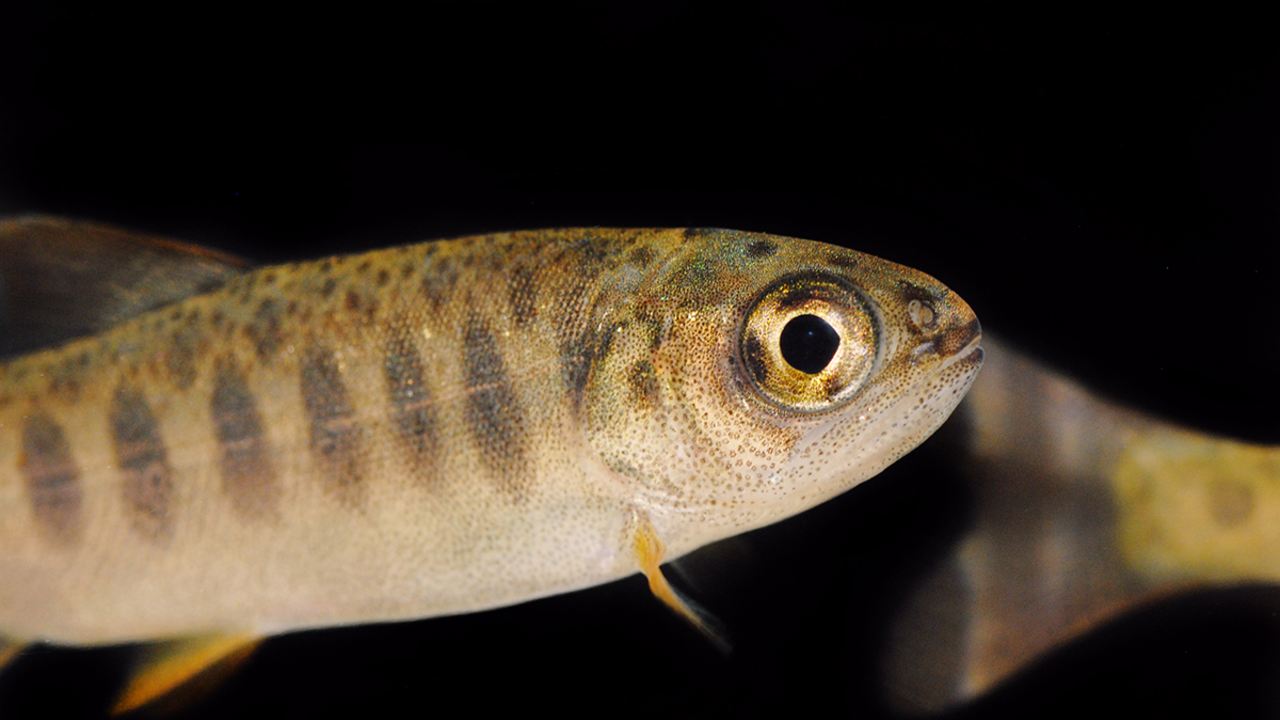 Young coho salmon