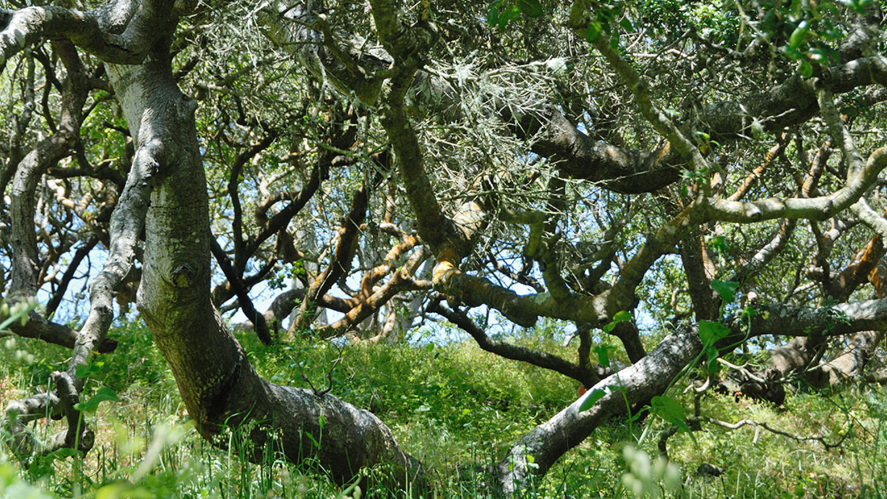 Coast Live Oak Trees with crooked, spreading trunks and branches