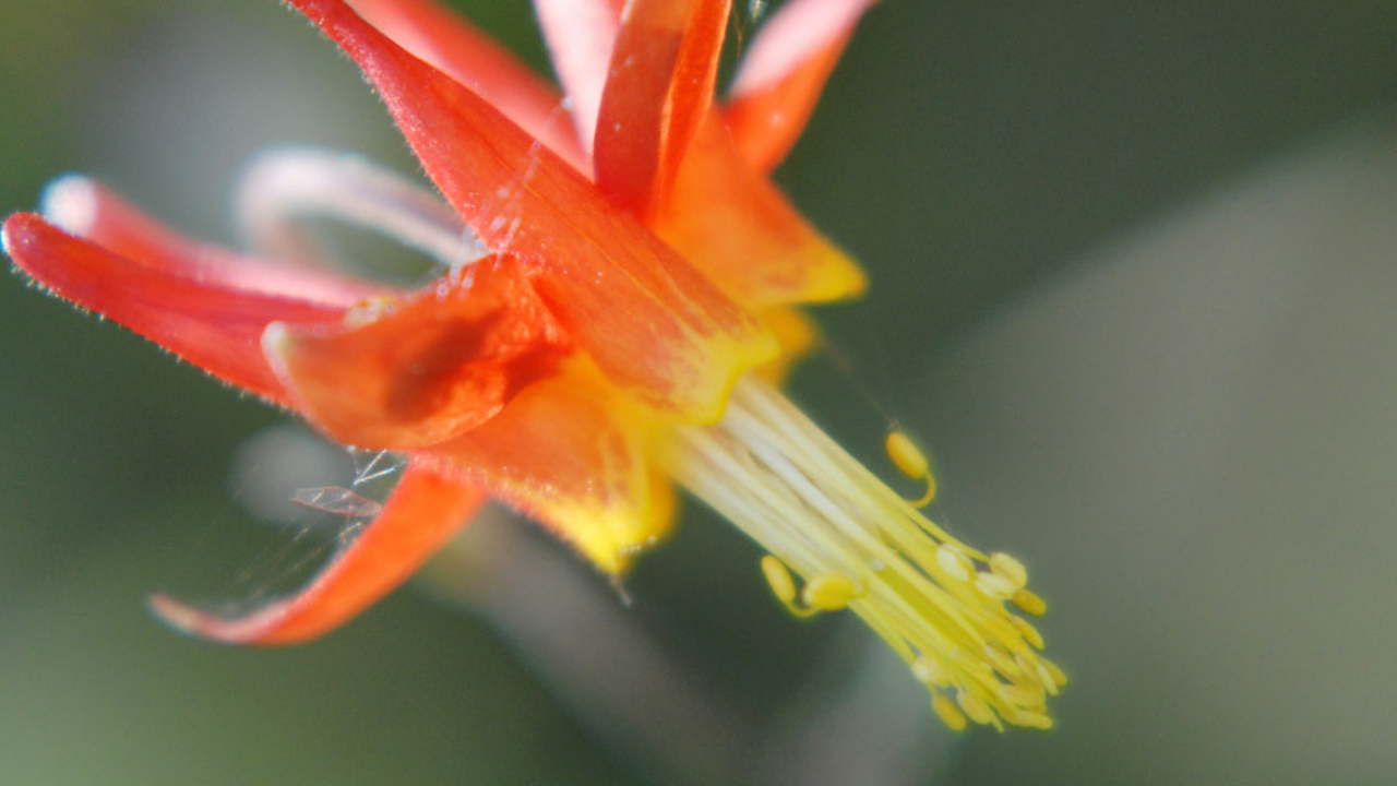 Crimson columbine Flower with red tubular petals and yellow flower parts
