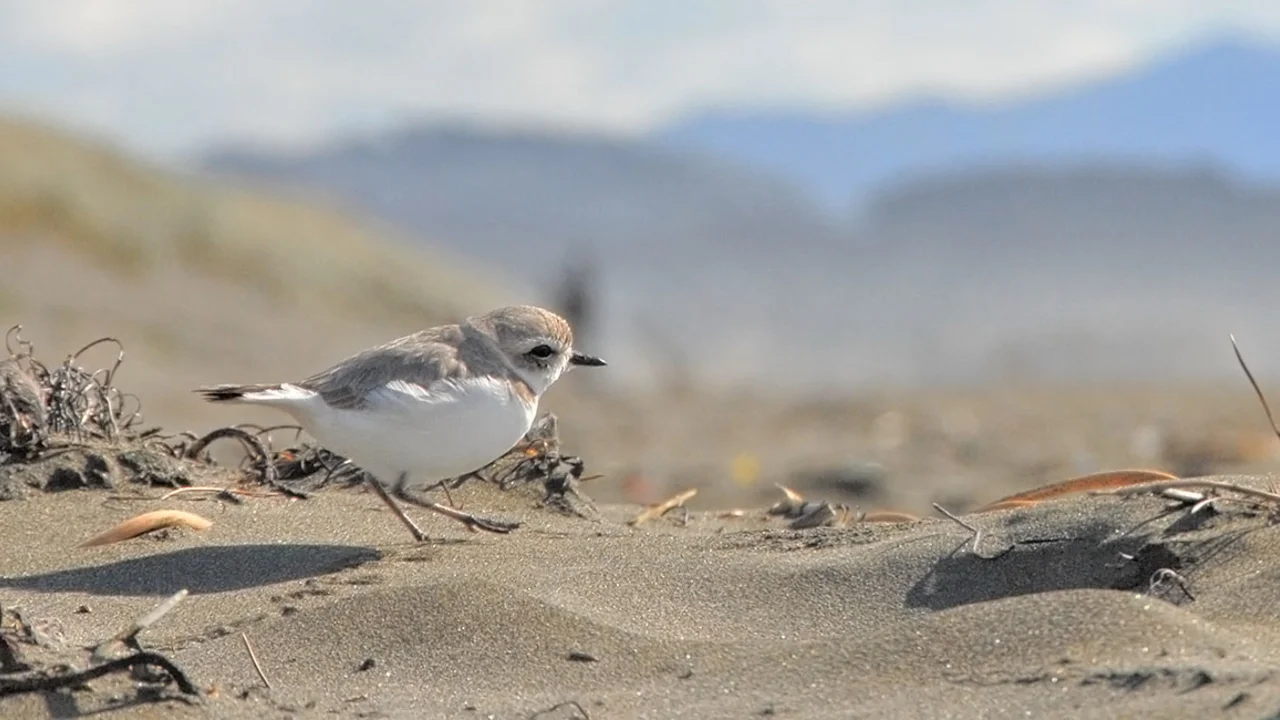 Small, sand-colored bird walking across a beach leaving a trail of tiny footprints in the sand