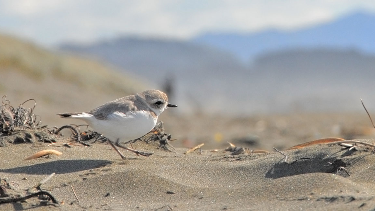 Western snowy plover Small, sand-colored bird walking across a beach leaving a trail of tiny footprints in the sand