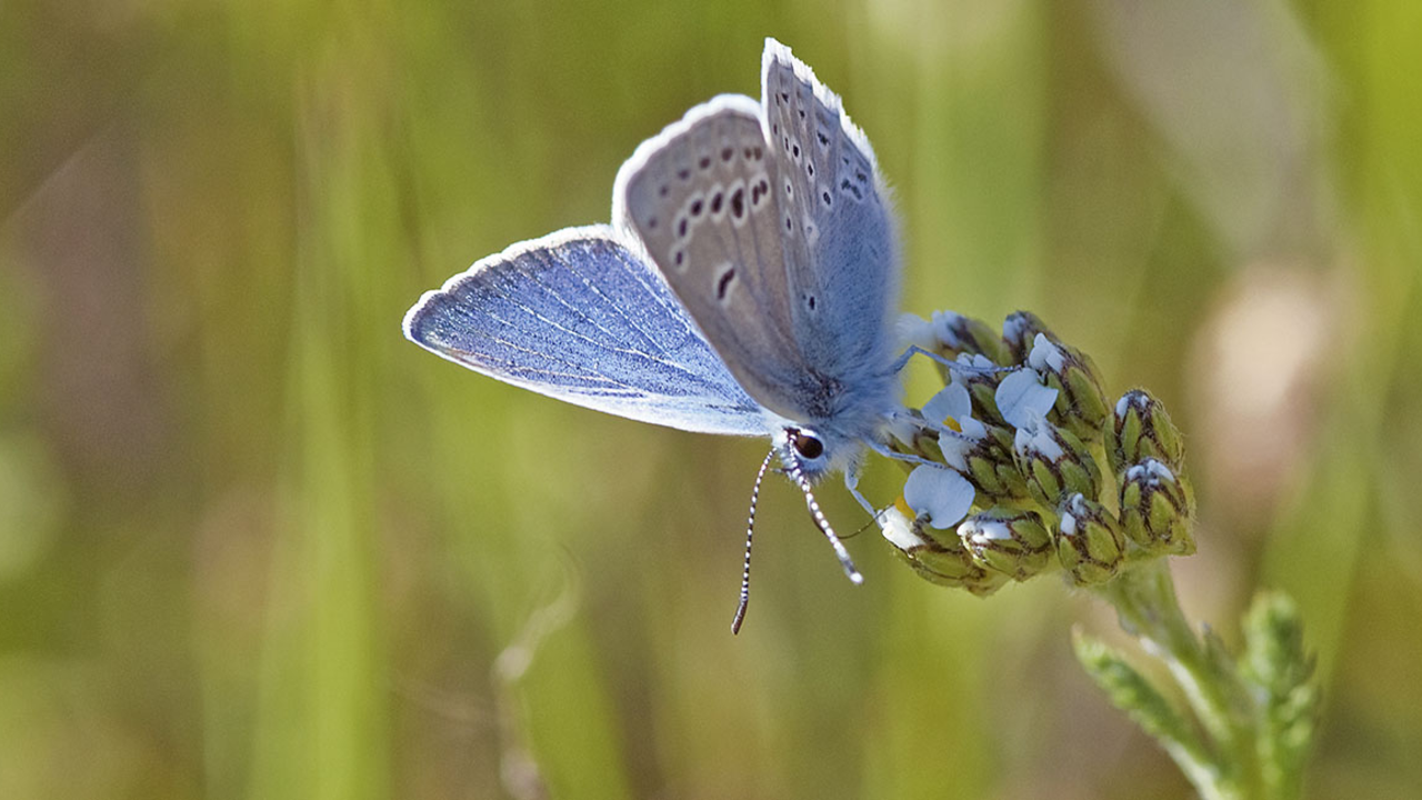 Small blue butterfly with two rows of white-rimmed black dots on the underside of its wings, drinking from a flower