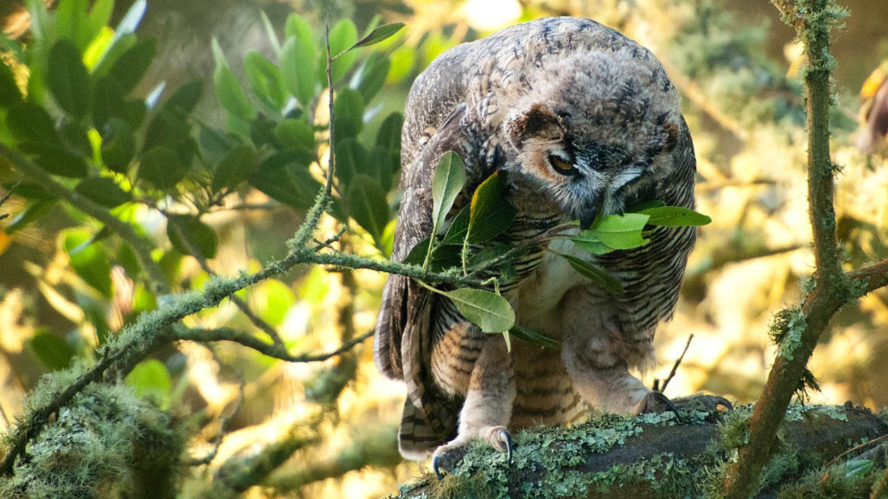 Great Horned Owl chick