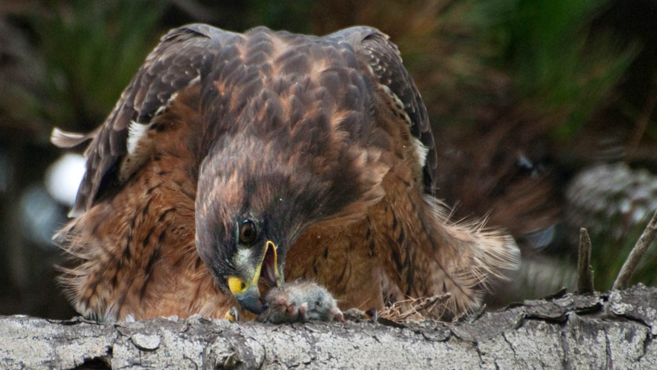 Red-tailed Hawk and gopher