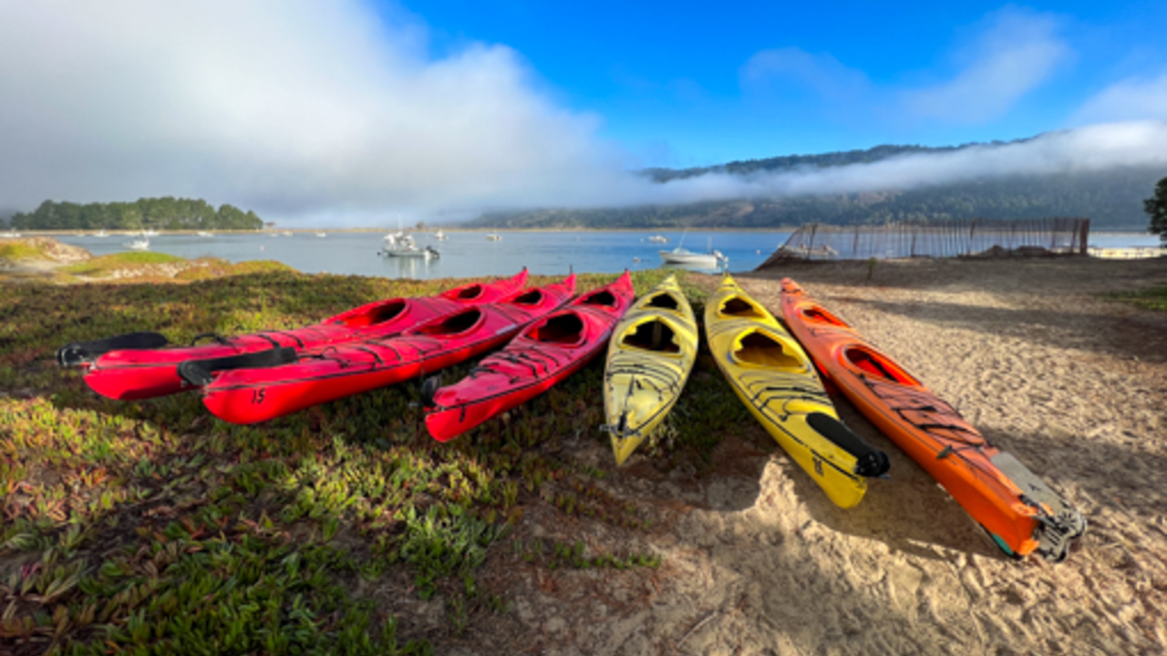 Kayaks lined up on the shore in Tomales Bay.