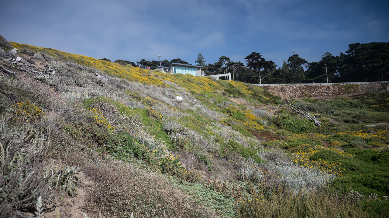 Hawk circling Sutro Baths