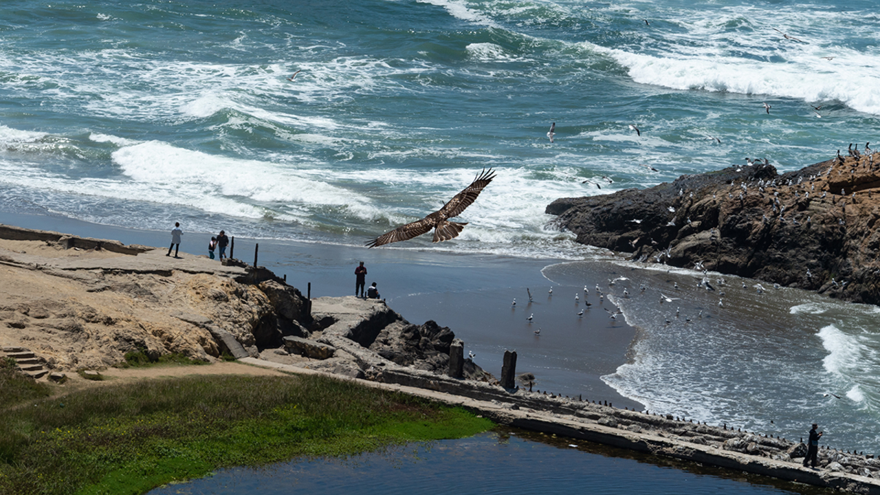 Hawk circling Sutro Baths