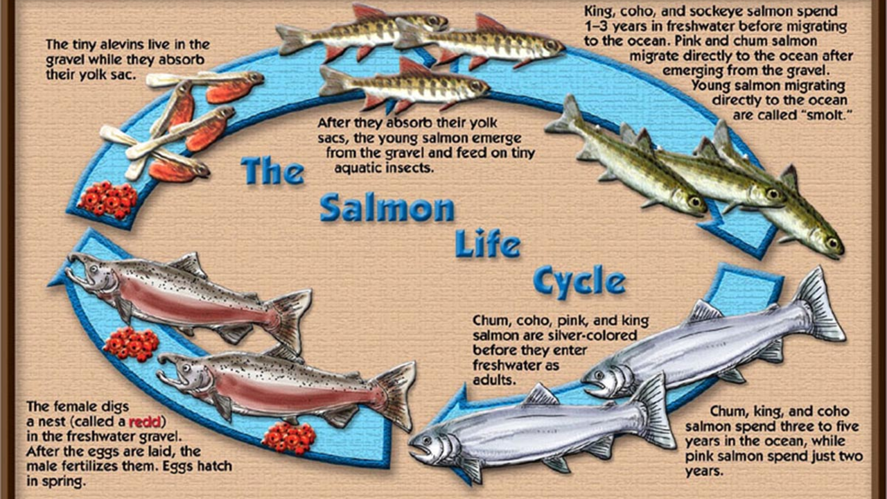 The life cycle of a salmon.