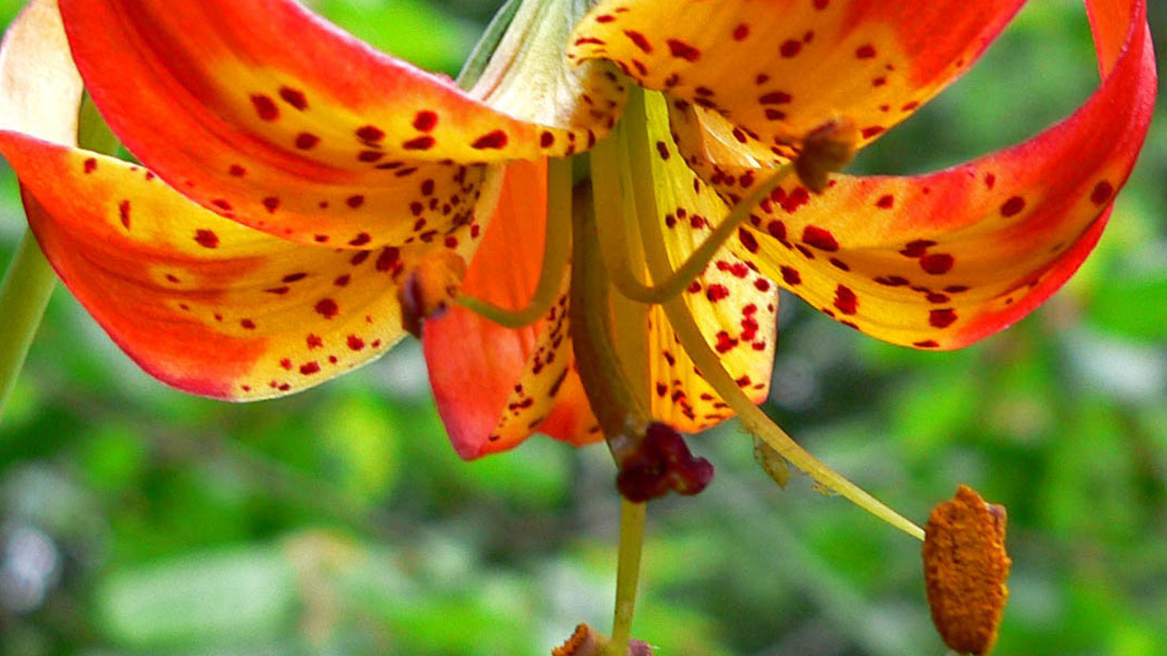 Lilium_pardalinum_pitkinense_3_2x1.jpg