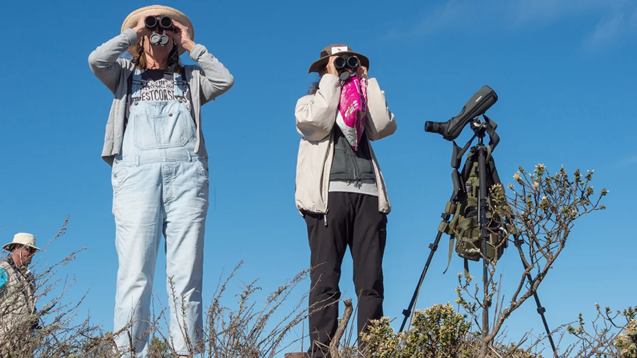 bird watching