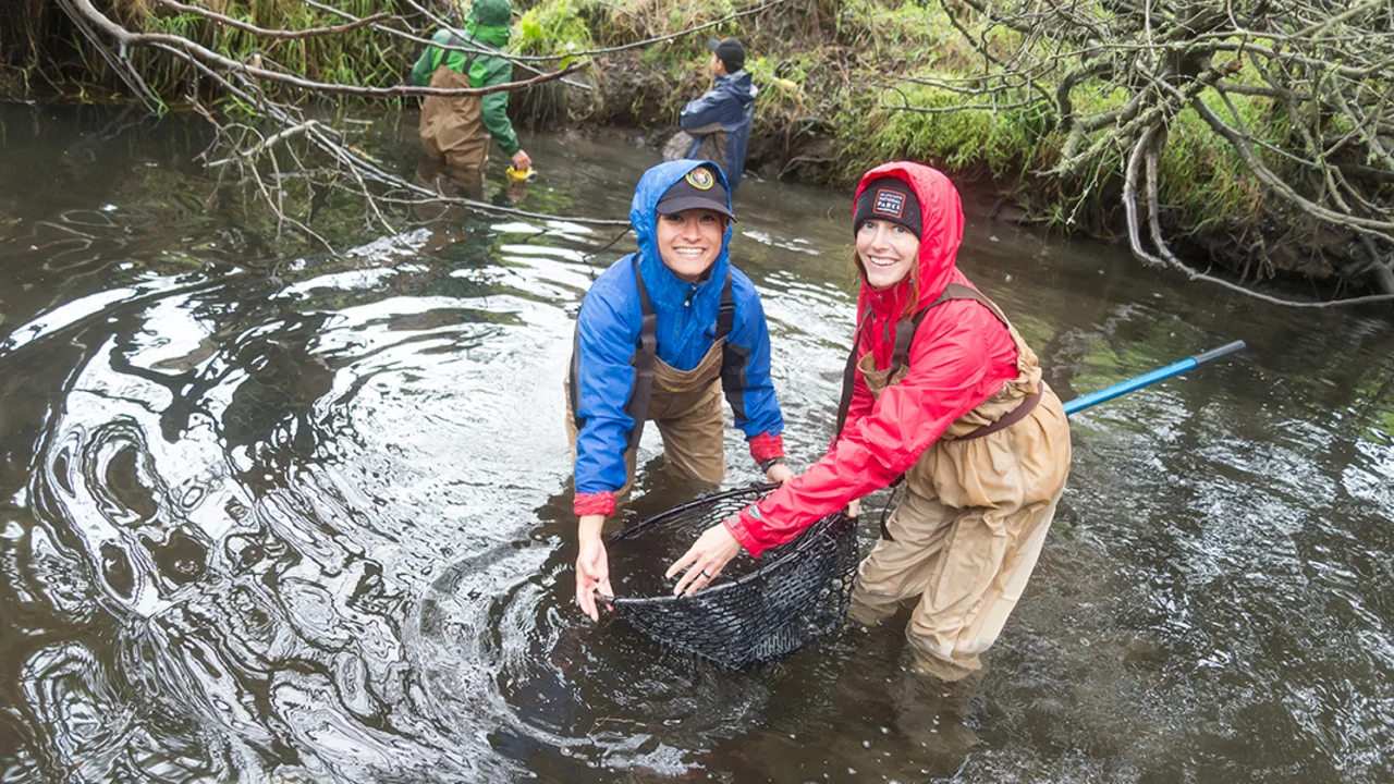 Parks Conservancy staff help release coho salmon at Redwood Creek