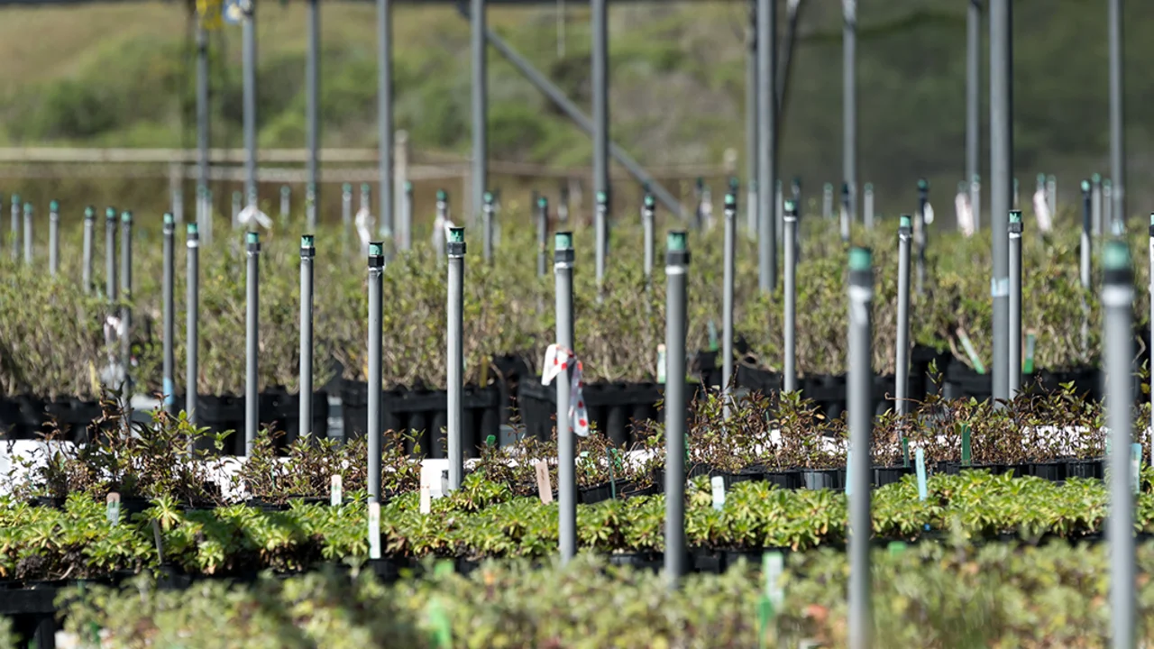 Nursery program at Oceana High School in Pacifica