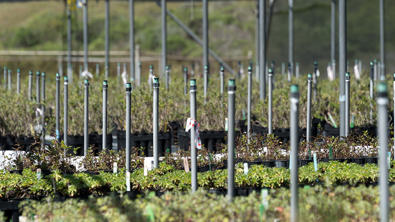 Nursery program at Oceana High School in Pacifica
