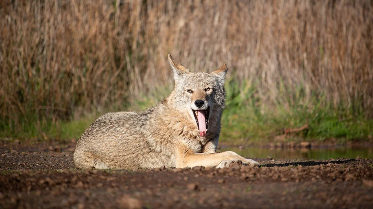 Coyote with its mouth open in the Golden Gate National Recreation Area.