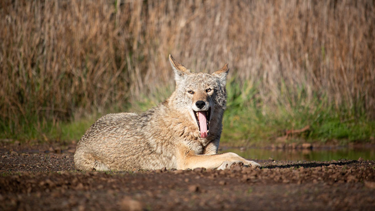 Coyote with its mouth open in the Golden Gate National Recreation Area. Coyote with its mouth open in the Golden Gate National Recreation Area.