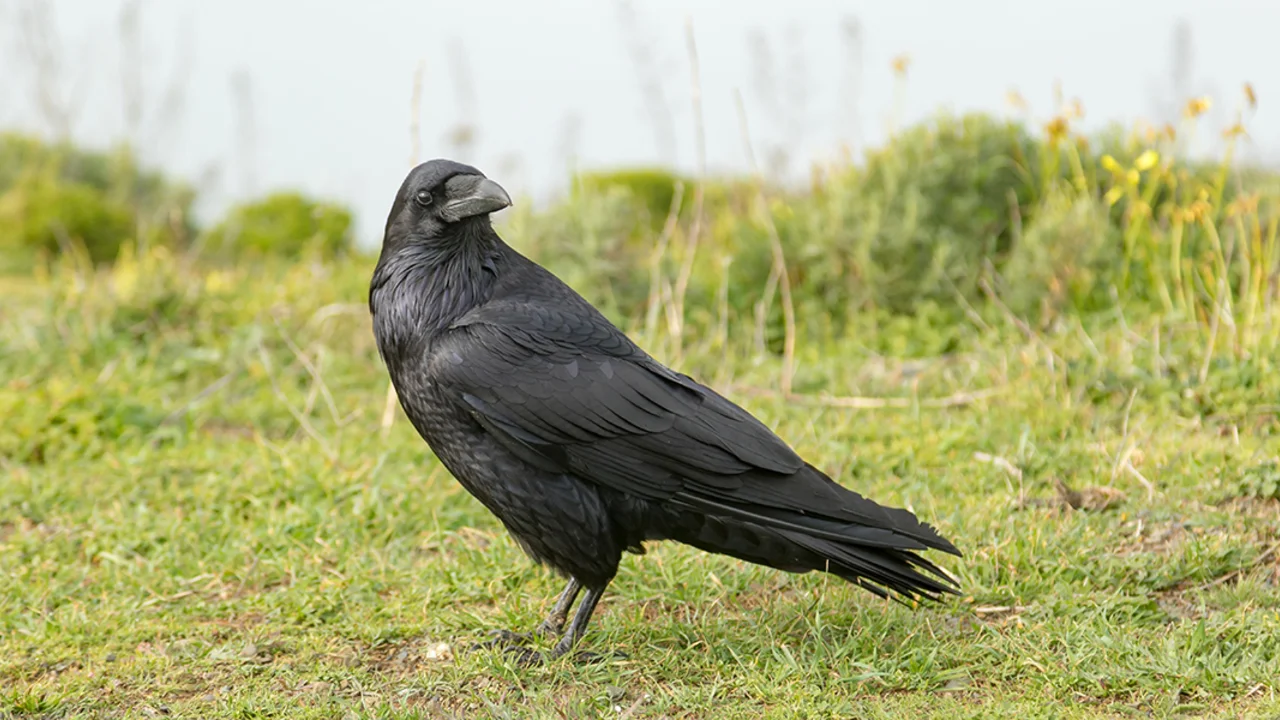 raven