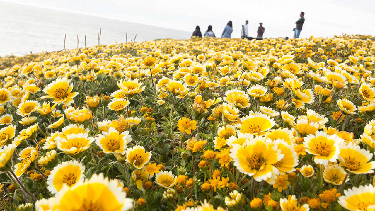 Yellow and white wildflowers cover a bluff at Mori Point in San Mateo County.