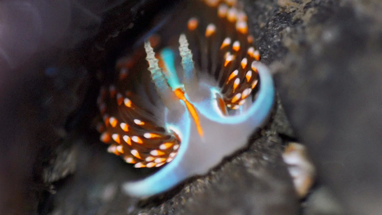 Nudibranch observed in a park tidepool