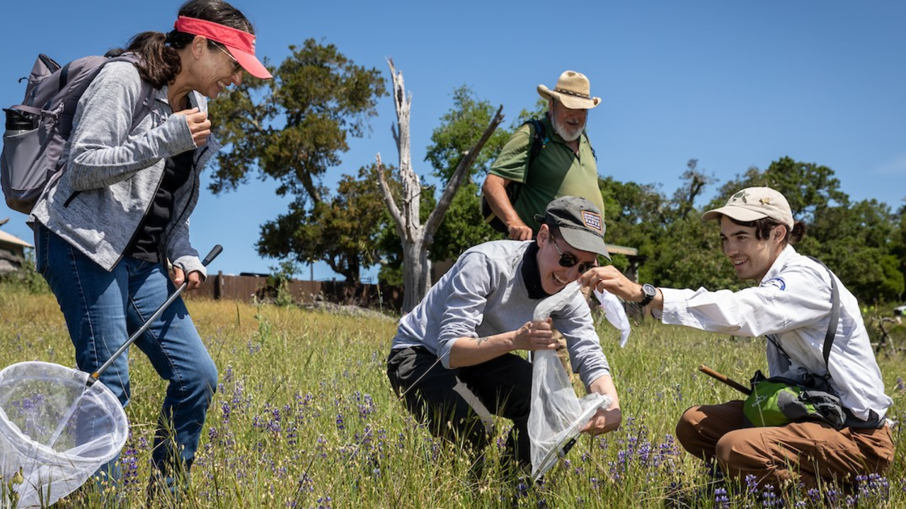 MOTA_20230429_KSu_060_2x1.jpg Four volunteers catching bumbles bees with nets in an open field.