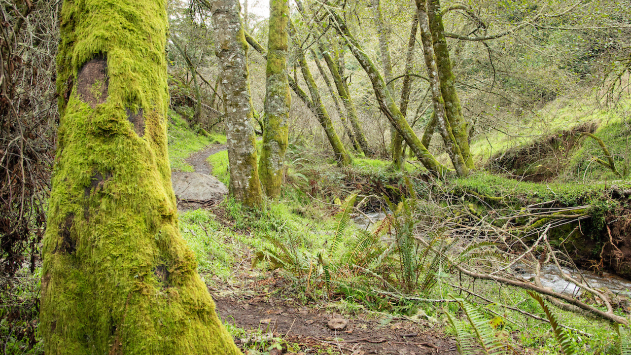 Steep Ravine Trail after winter rains.