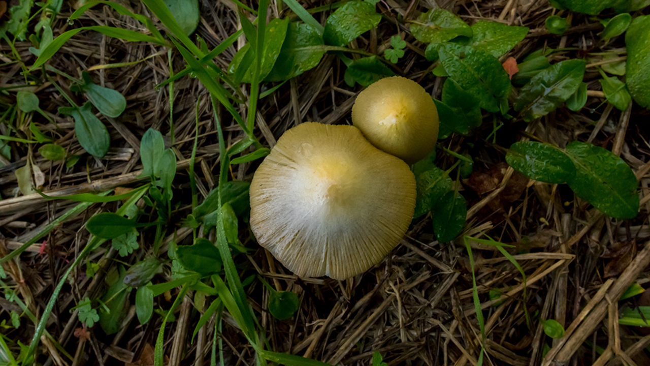 mushroom