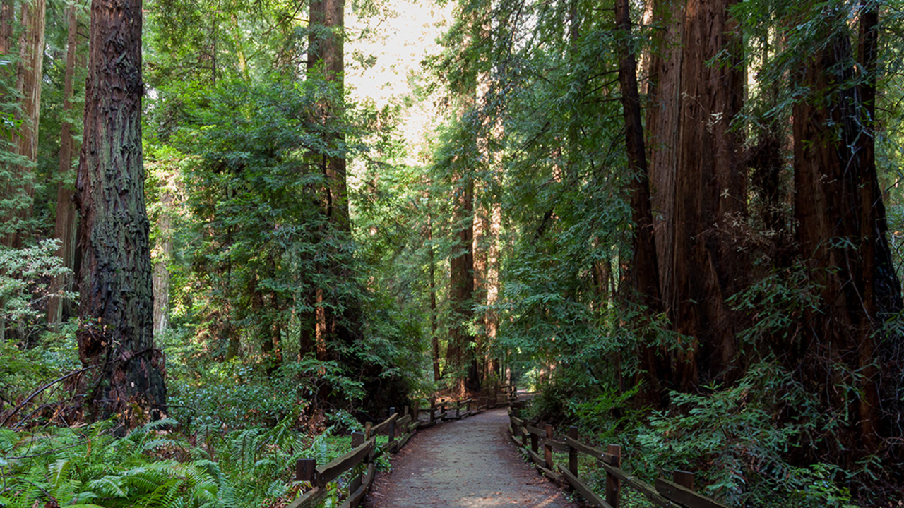 Flat easy trails loop through the groves at Muir Woods National Monument.