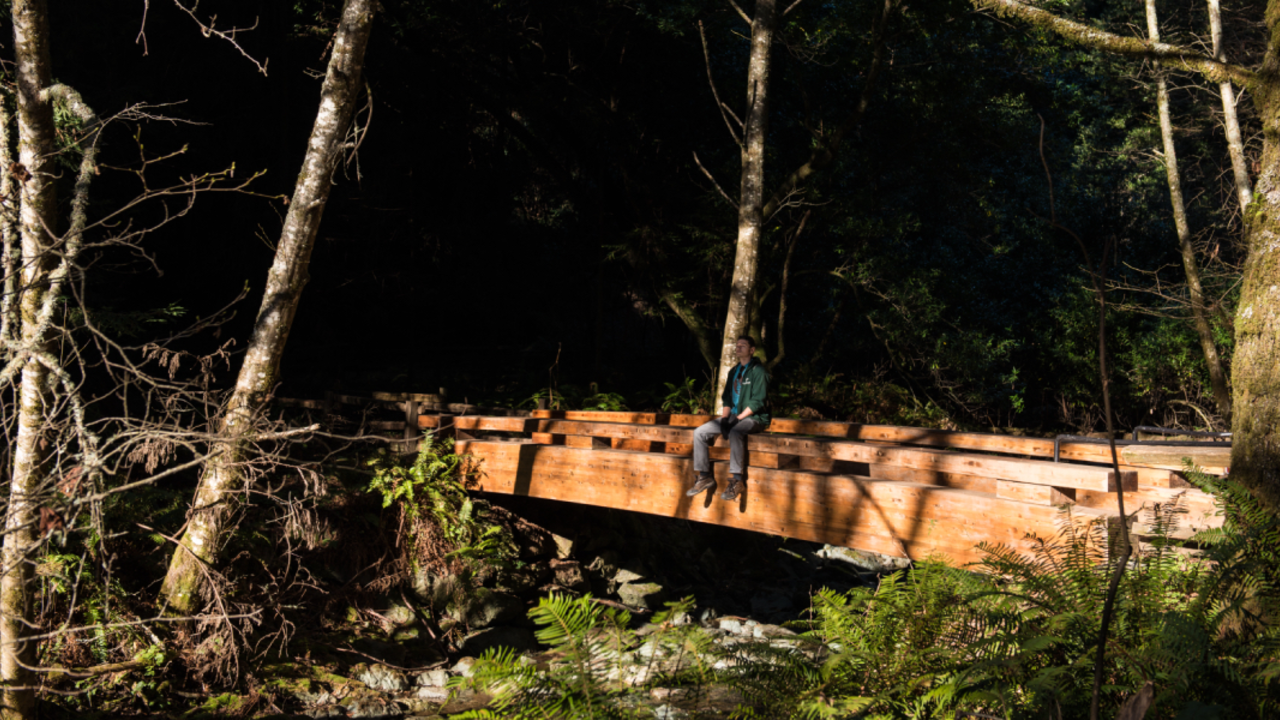 MUWO_20150131_PMM_0076_2x1.jpg Dramatic lighting within the forest