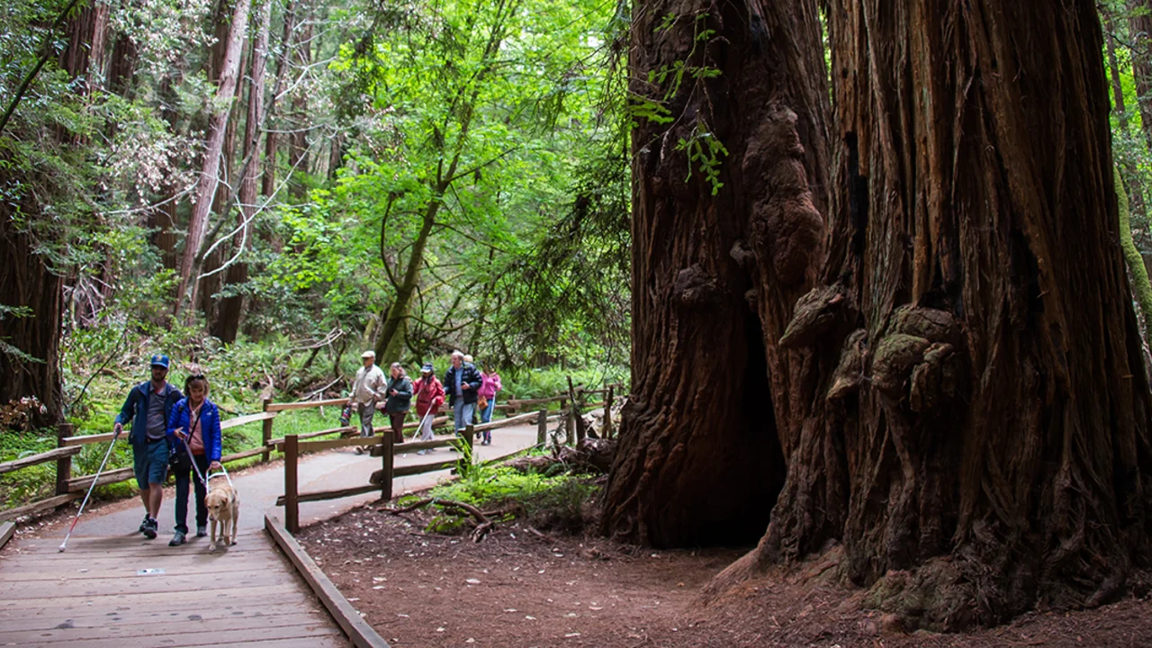 Muir Woods boardwalk