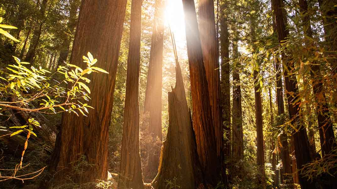 Redwood trees at Muir Woods Redwood trees at Muir Woods