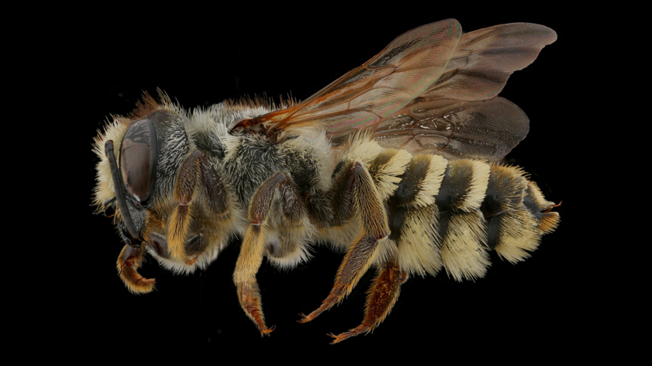 Tamalpais Bee Lab macrophotography. Shown is a black and white Megachile fidelis. Tamalpais Bee Lab macrophotography. Shown is a black and white Megachile fidelis.
