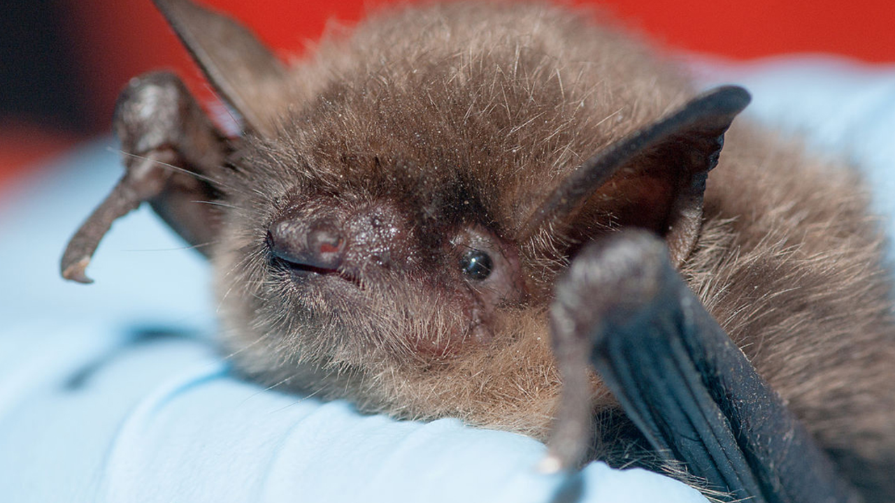 Myotis yumanensis (Yuma myotis)